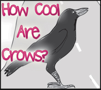 Blog post: They call crows "feathered apes" for a reason. Just how cool are crows? Very.