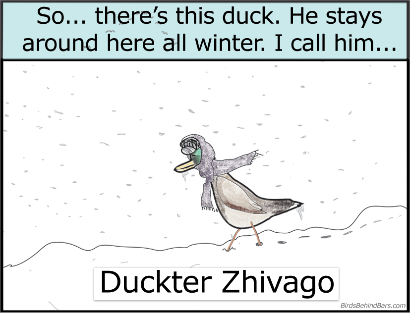 Duck in Winter - click to view comic